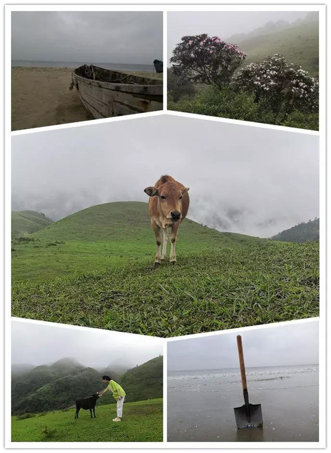 5月1日，陽(yáng)西藍(lán)袍藍(lán)看海，陽(yáng)春雞籠頂?shù)巧劫p高山杜鵑